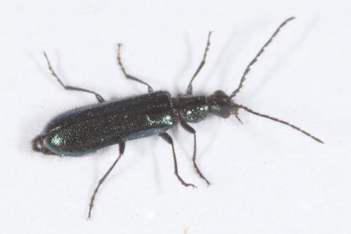 Réf. 202 224 : Dasytes caeruleus
